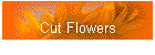 Cut Flowers