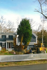 Tree Move